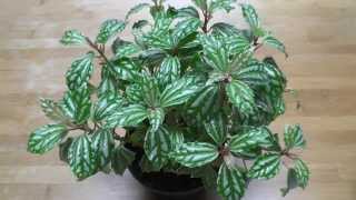 5 Easy amp Unique Houseplants [upl. by Glynias323]