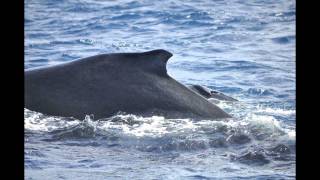 First humpback whale birth ever recorded in Madagascar Ste Marie [upl. by Bakki431]