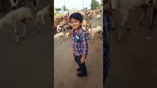 O pilladavenkateshasong telugu folk funny sheep sheepfarming sheepandgoats shortsfeedshorts [upl. by Erickson990]