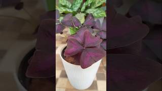 Oxalis Triangularis Purple Shamrock plant garden gardening passion ytshorts shortsfeed yt [upl. by Cuthburt972]