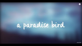 A Paradise Bird Lyrics [upl. by Daitzman]