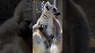 1 Day Old Baby Ringtailed Lemur [upl. by Eicyal]