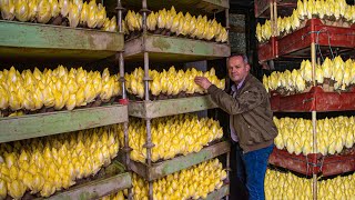 How to Cultivate Millions of Golden Vegetable Buds in Dark Room  Belgian Endive Farming and Harvest [upl. by Most]