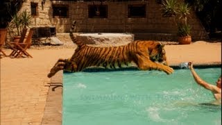 Swimming With A Tiger [upl. by Heiskell]