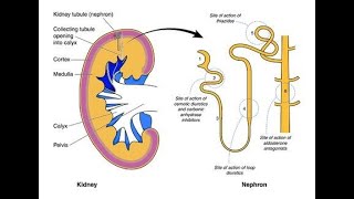 Excretion of drug by kidney full descriptionstudent and patient must watch [upl. by Rafael500]