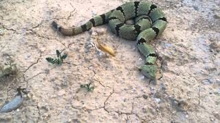 My Banded Rock Rattlesnake  Crotalus lepidus klauberi [upl. by Paulson]