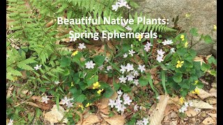 Beautiful Native Plants Spring Ephemerals [upl. by Otit]