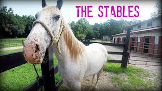 The Stables at Brasstown Valley Resort [upl. by Asenad]