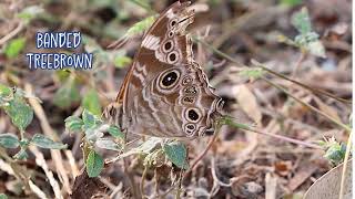 Rare and seasonal butterflies at Siswan Dam [upl. by Witha]