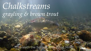 Beneath the surface of a Hampshire chalkstream [upl. by Odla161]