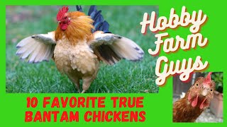 10 Favorite True Bantam Chicken Breeds [upl. by Weld]