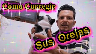 Como Pegarle las Orejas a un Cachorro CuidadodeCamadas [upl. by Lleihsad415]