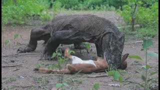 Old Komodo Dragon Swallow a Baby Goat [upl. by Creath]