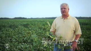 Soybean Yield Contest Winner Talk Stress in Arkansas [upl. by Raimund]