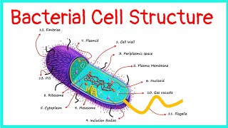 Bacterial Cell  Structure  Functions [upl. by Bang]