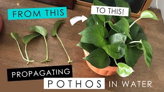 PROPAGATING A POTHOS IN WATER  detailed root growth amp progress [upl. by Ditmore]