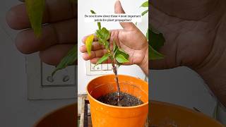 4 most important points for plant propagation 🪴 yt youtubeshorts shorts plants tips diy home [upl. by Aidnyc]