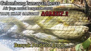 Mancing Pinggiran Saat Air Mulai Bergerak SurutTenyata Banyak Predatornya 🔥Ultraligh Casting [upl. by Byrne]