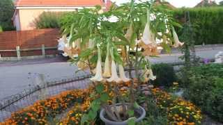 brugmansia orange [upl. by Yetak710]