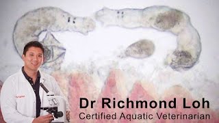 How to diagnose and treat a gill fluke infection in a goldfish pond with fish Vet Dr Loh [upl. by Dinan892]