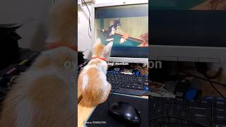 OYEN NONTON KARTUNkucingkucinglucukucingkampung kucingoren kucingpintar kucingpintar [upl. by Dnivra641]