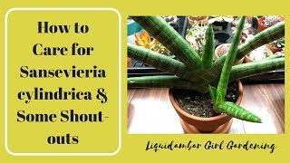 How to Care for Sansevieria cylindrica amp Some ShoutOuts [upl. by Mollee]