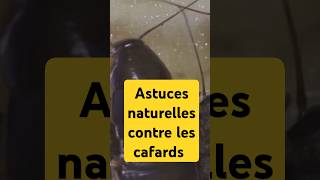 Astuces contre les cafards [upl. by Masson]