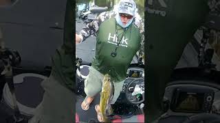 Catching em shallow on Bitters Baits Buzzin Gator fyp shortsvideo short viralvideo bass [upl. by Miche]