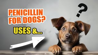 PENICILLIN FOR DOGS 💊🐶 Uses Dosage and Side Effects [upl. by Luigino521]