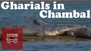 Gharials in Chambal river BBC Hindi [upl. by Eyeleen532]