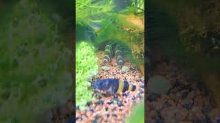 Cute kuhli loach eating 😋 aquarium pet petfish shorts [upl. by Shaia39]