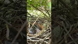 2 Mockingbird nestlings ready for food from Mama  Harpeth River Tennessee USA Natural Sounds [upl. by Jarrett782]