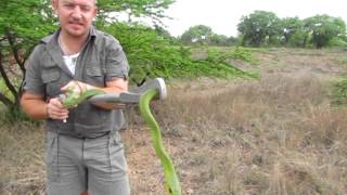 Snakes of the Kruger Park Boomslang [upl. by Ivan]