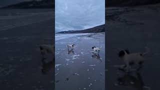 Dogs loving Charmouth Dorset  Only 3 miles from wwwnetherleighcouk dogs fun [upl. by Catharine253]