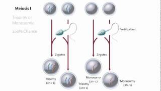 Visualizing Nondisjunction [upl. by Sisxela484]