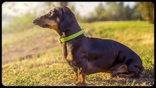 Dachshund meet sunrise with family [upl. by Enenej]