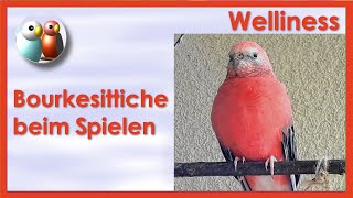 Bourkesittiche haben Spaß auf dem Kletterbaum 101 [upl. by Airenahs517]