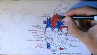 Cardiovascular System Anatomy [upl. by Kiley]