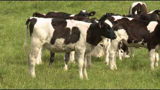 Nutrient Pasture amp Herd Management [upl. by Fairlie729]