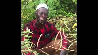 Food Forest Update From The Gambia What Bird Is Laying Eggs In Our Garden [upl. by Gilburt]