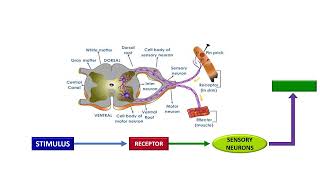 REFLEX ARC [upl. by Roselin]