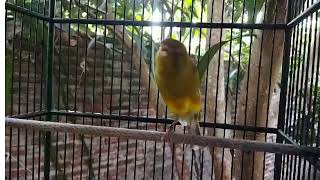 Gloster Singing Canary  Canary Training [upl. by Inaniel]