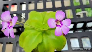 MY PINGUICULA  BUTTERWORT CARNIVOROUS PLANT CATCH FUNGUS GNATS  ZENith BEE [upl. by Oiramaj8]