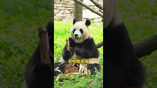 How about Fubao I am here to charm you again today National treasure giant panda Fubao giant [upl. by Si835]