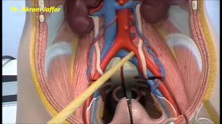 Kidney and posterior abdominal wall  plastic model [upl. by Kcirtapnaes101]