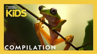 THE FREAKIEST CREATURES  Frog Bear Jellyfish AND MORE  Nat Geo Kids Compilation  natgeokids [upl. by Htrowslle]