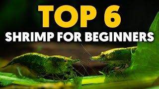 Dwarf Shrimp 🦐 Top 6 EasyToKeep Freshwater Shrimp For Beginners [upl. by Aihcila828]