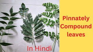 Pinnately Compound leaf what is itUnipinnateBipinnateTripinnatedecompound In Hindi [upl. by Mcgurn]