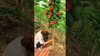 Papaya Farming techniquespapaya cutting skills shorts shortvideo viralshort [upl. by Mukund]