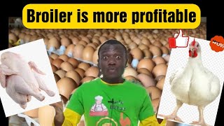 Broiler is more profitable than layers  Layers vs Broilers [upl. by Bartko613]